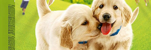 NOURRITURE CHIEN