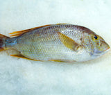 Poisson Capitaine [frais]. 1kg