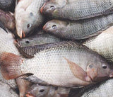 Poisson Carpe eau douce [frais]. Tas