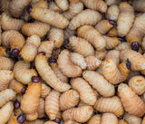 Gros chenille [tsombé]. Tas