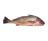 Corvina [surgelé]. 1kg