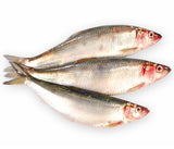 Poisson Masoundi [frais]. 1kg