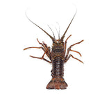 Langouste [frais]. 1kg