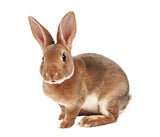 Lapin de ferme [frais]