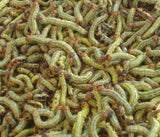 Petite chenille verte [fraîche]. Tas