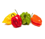 Piment. Tas