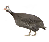 Pintade [Surgelé]. pièce de 1,2 à 1,7Kg