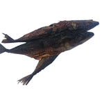 Mackerel poisson [séché]. Tas