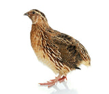 Poule de caille [Surgelé]