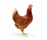 Poulet de ferme [frais]