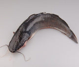 Poisson Silure [frais]. Tas